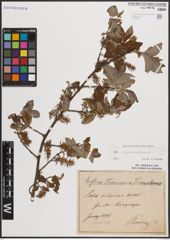 Foto von Salix caprea L. x Salix silesiaca Willd.
